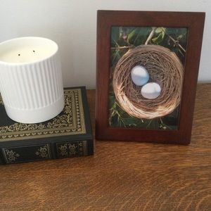 Framed Art Photograph of Bird Nest